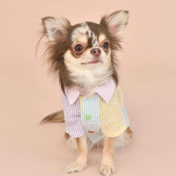 【SALE】アシンメトリーシャツ　犬服　ドッグウェア　かわいい　おしゃれ　夏服　TINOTITO　ティノティート　セール　安い